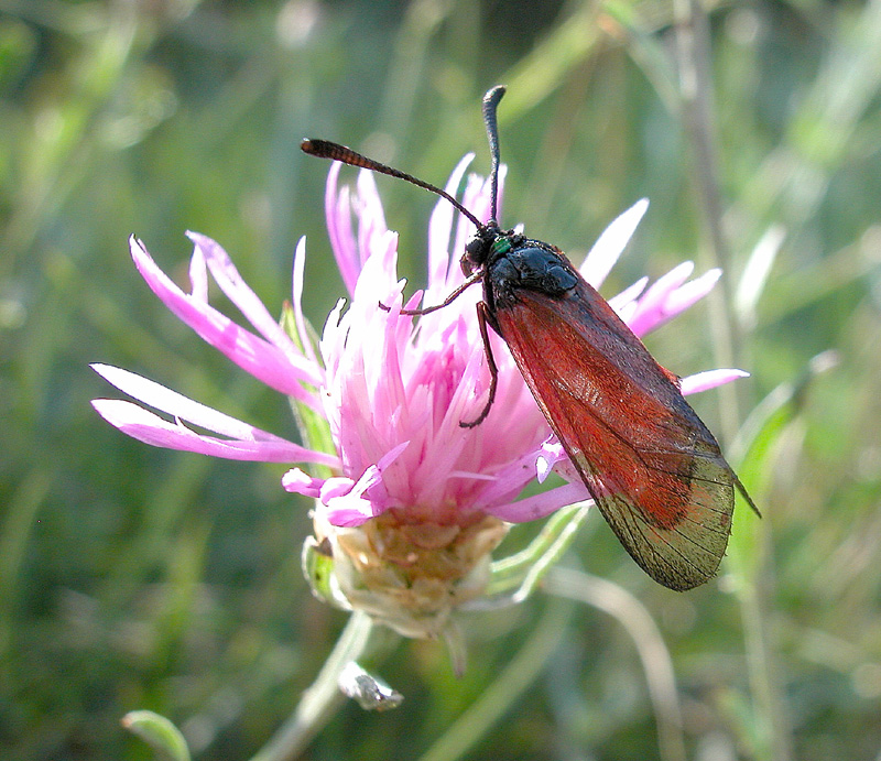 Zygaena purpuralis?